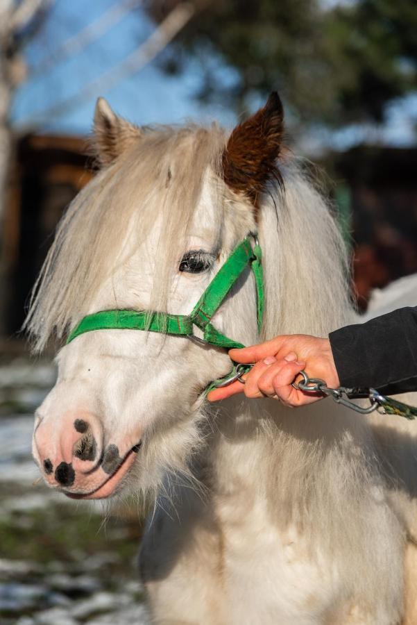 Orzechowa Ostoja Noclegi Energylandia Bachowice ภายนอก รูปภาพ