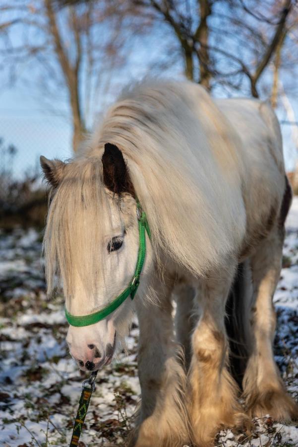 Orzechowa Ostoja Noclegi Energylandia Bachowice ภายนอก รูปภาพ
