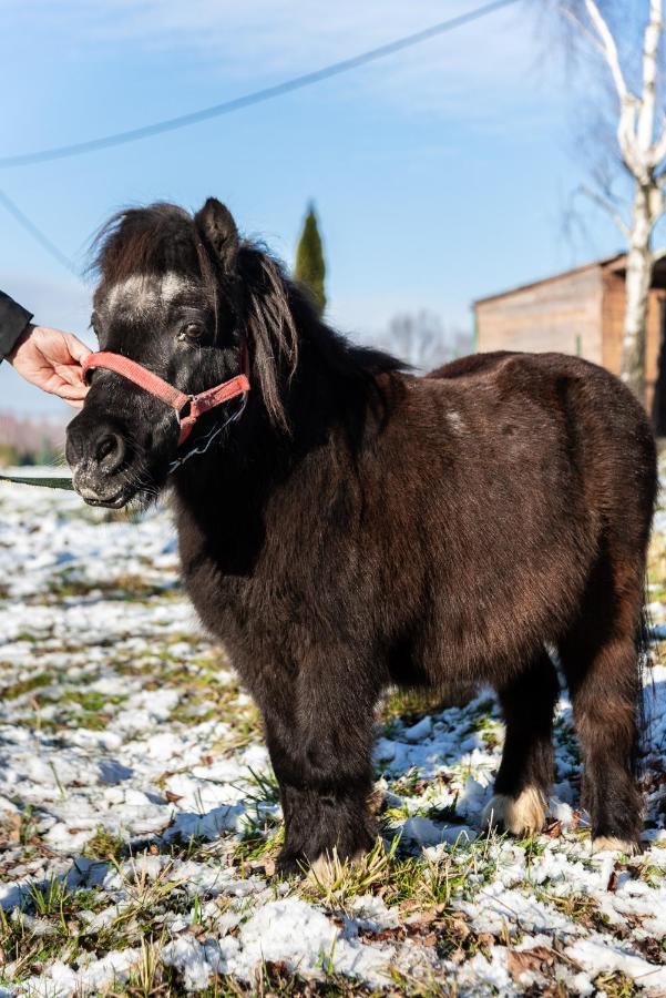 Orzechowa Ostoja Noclegi Energylandia Bachowice ภายนอก รูปภาพ