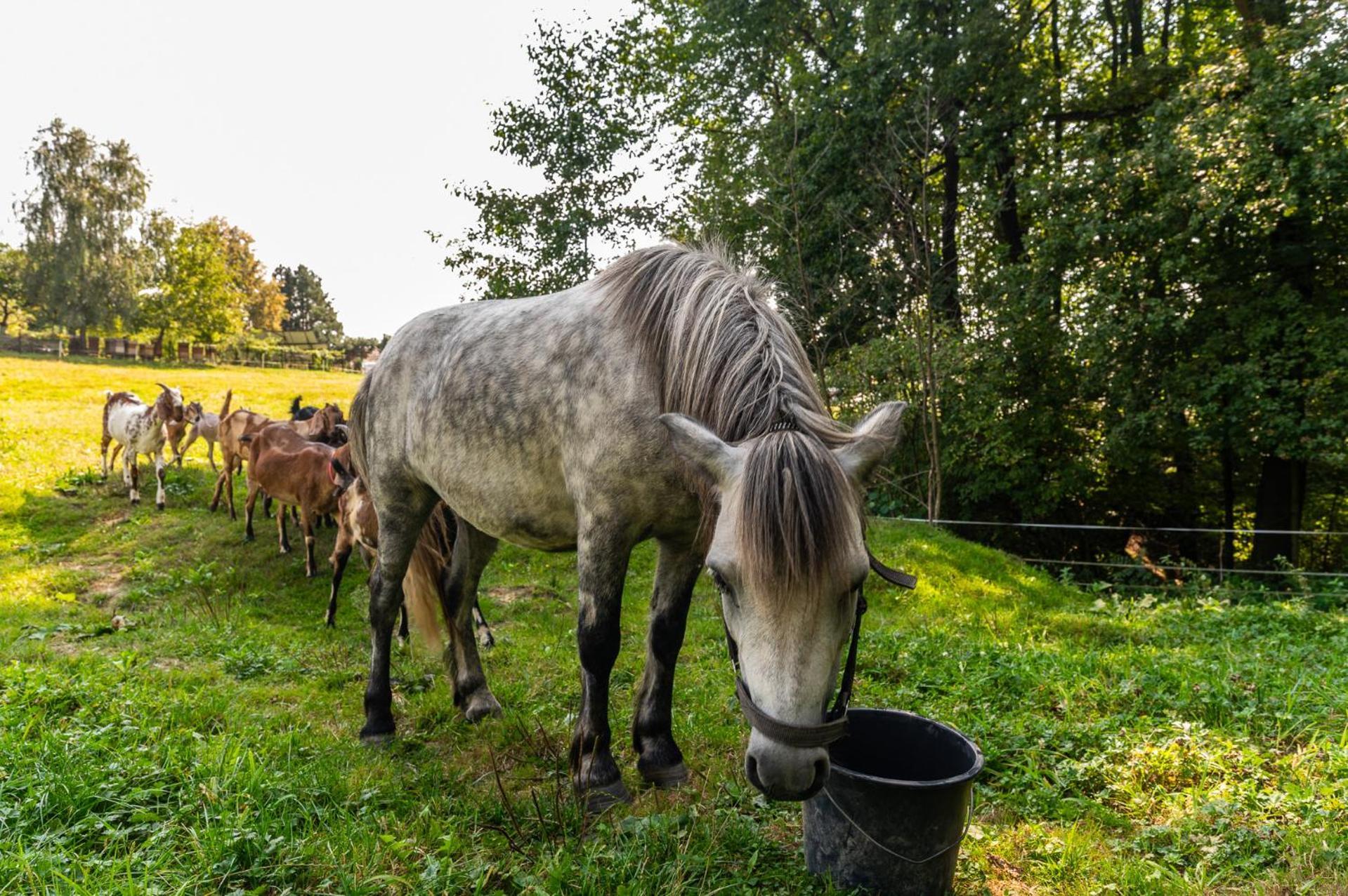 Orzechowa Ostoja Noclegi Energylandia Bachowice ภายนอก รูปภาพ